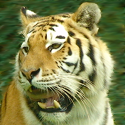 tiger-looking-left-small